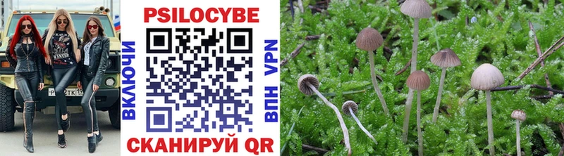 Псилоцибиновые грибы Psilocybe Спасск-Рязанский
